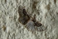 Idaea rusticata