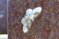 Idaea rusticata