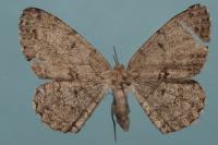 Hypomecis roboraria