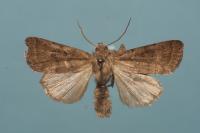 Hoplodrina octogenaria