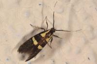 Dasycera oliviella