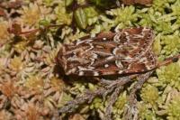 Lycophotia porphyrea