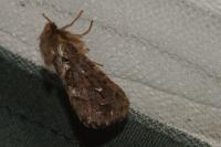 Korscheltellus fusconebulosus