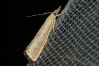 Agriphila straminella