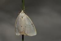 Cybosia mesomella