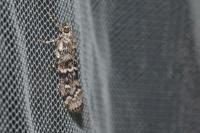 Dioryctria abietella