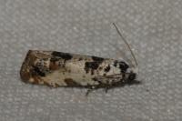 Eucosma campoliliana