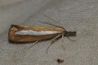 Catoptria margaritella
