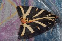 Euplagia quadripunctaria