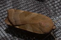 Noctua fimbriata