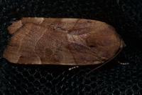 Noctua fimbriata