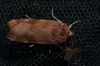 Noctua fimbriata