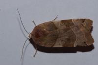 Noctua fimbriata