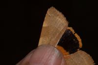 Noctua fimbriata
