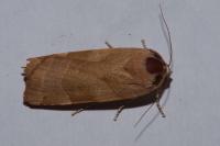 Noctua fimbriata