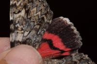 Catocala sponsa