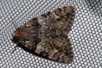 Catocala sponsa