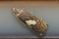 Dichrorampha sequana