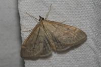 Anania fuscalis