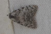 Nola confusalis