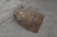 Hoplodrina octogenaria