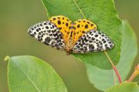 Arichanna melanaria