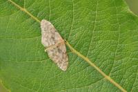 Idaea inquinata