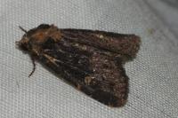 Mesapamea secalis/secalella