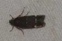 Neofriseria peliella
