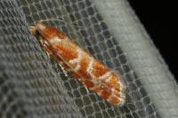 Rhyacionia pinicolana