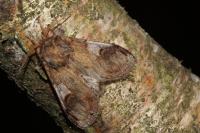 Notodonta ziczac
