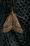 Synaphe punctalis