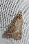 Synaphe punctalis