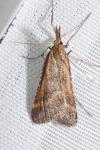 Synaphe punctalis