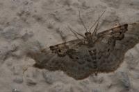 Idaea rusticata
