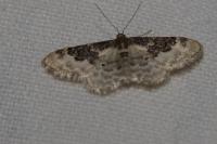 Idaea rusticata