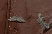 Idaea rusticata