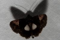 Aedia funesta
