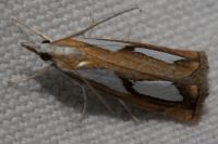 Catoptria pinella