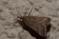 Synaphe punctalis