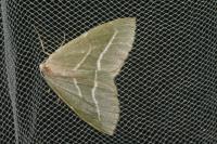 Hylaea fasciaria