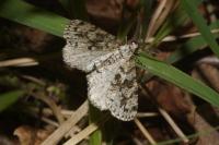 Fagivorina arenaria
