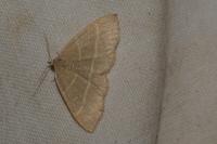Trisateles emortualis
