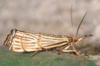 Chrysocrambus linetella