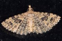 Alucita hexadactyla