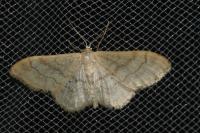 Idaea deversaria