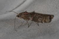 Phycita roborella