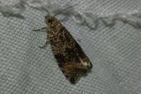 Celypha striana