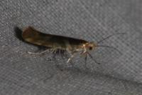 Argyresthia goedartella
