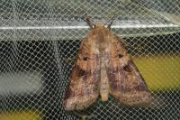 Diarsia mendica